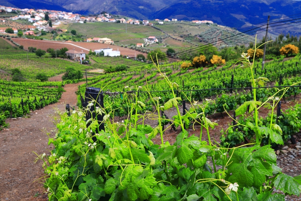 Viñedos en Boyacá Viñedos en Boyacá
